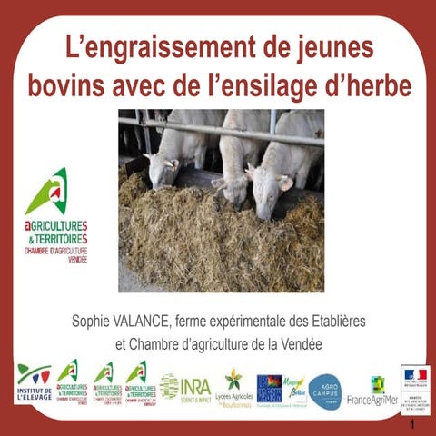 3. L'engraissement de jeunes bovins avec de l'ensilage d'herbe