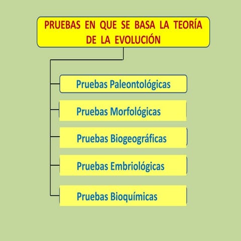 3. Pruebas en que se basa la teoría de la evolución