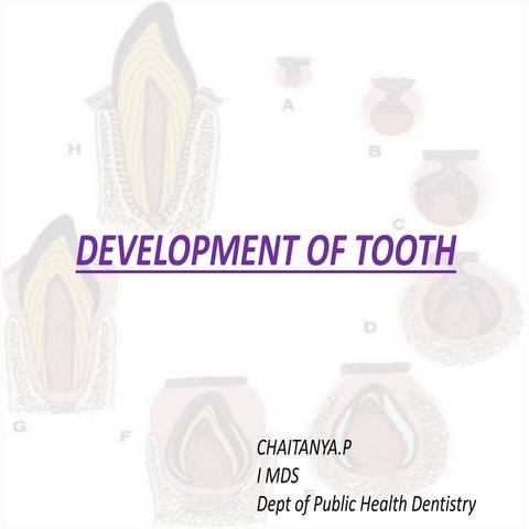 3. tooth development