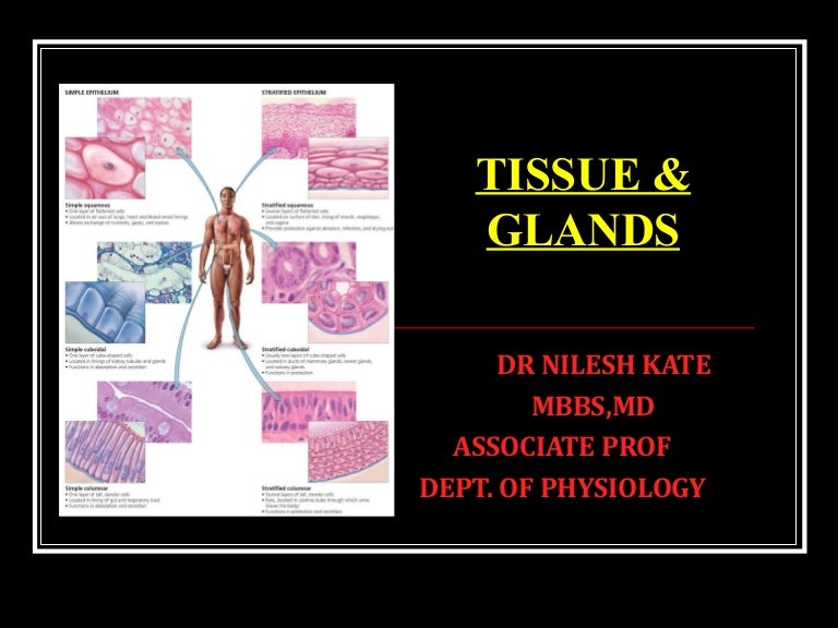TISSUE AND GLANDS BASIC
