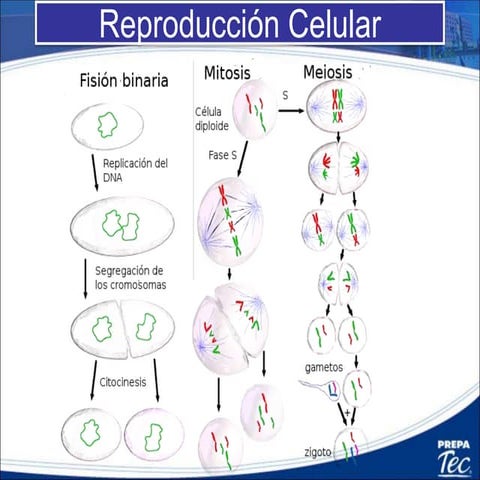 3.2 Reproduccion celular mitosis y meiosis