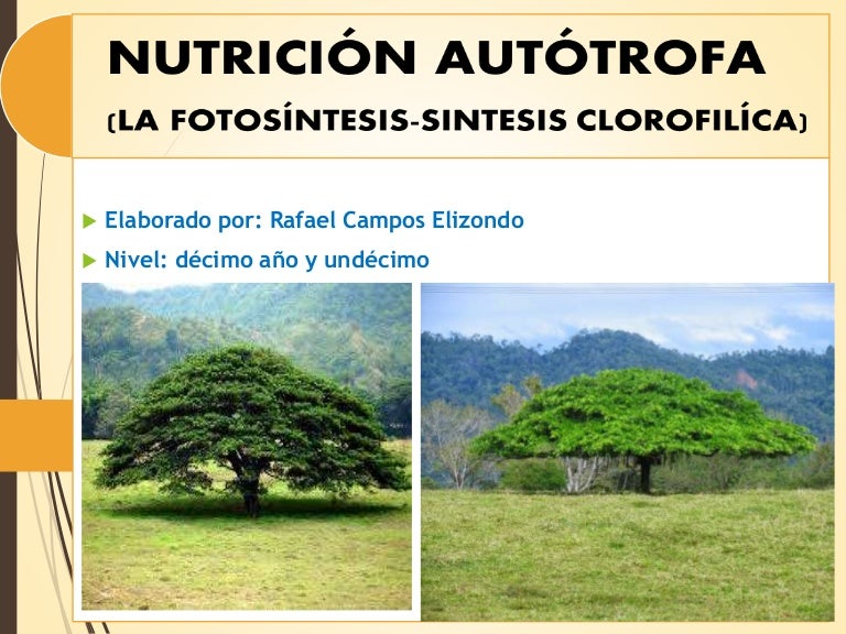 Nutrición autótrofa( fotosíntesis)