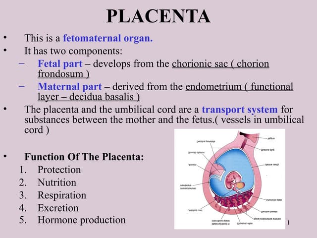 Placental anatomy and its functions | PPTX