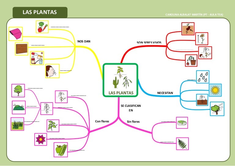 Ficha Mapa Conceptual. Las plantas.