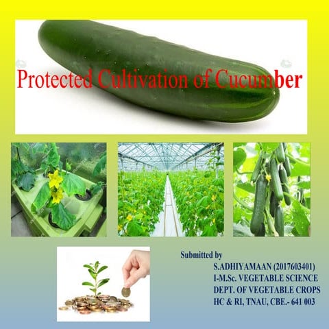 Protected cultivation of parthenocarpic cucumber
