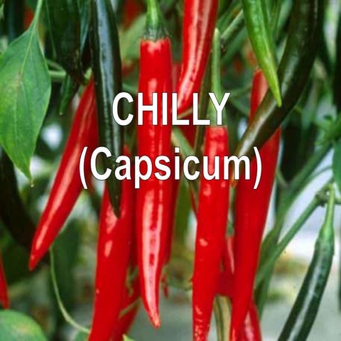  Chilli Processing