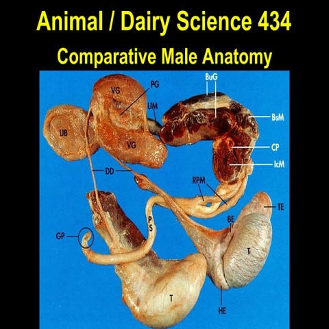 Comparative Anatomy of Male Reproductive System 