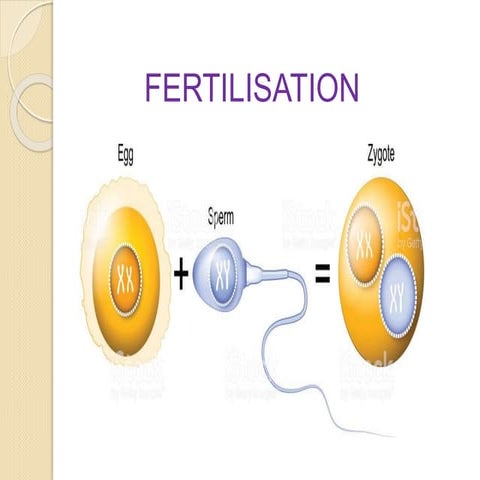 Fertilisation
