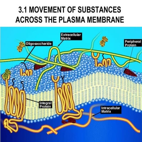 Movement of Substances Across Membrane Plasma