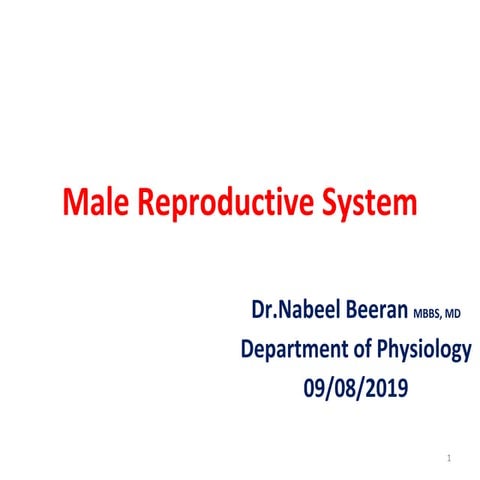 Male Reproductive System
