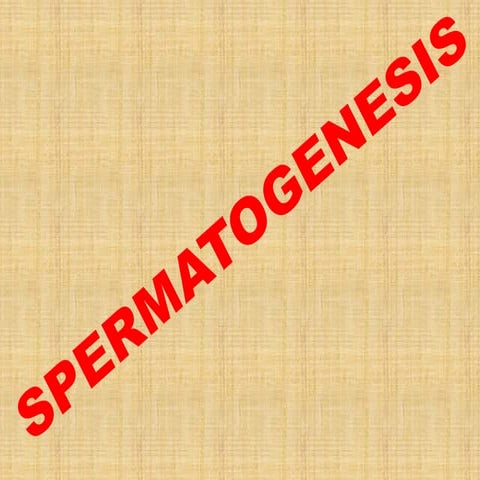 Spermatogensis