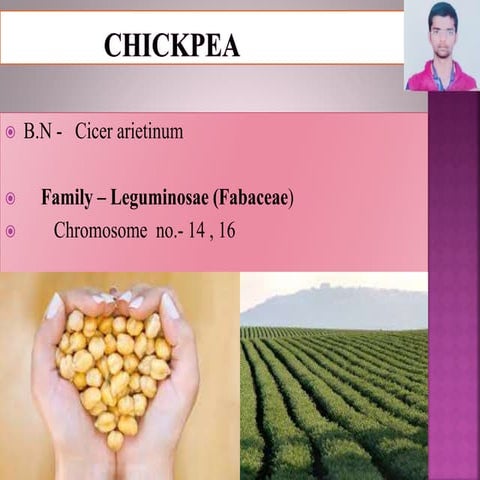 3. chickpea ppt 1