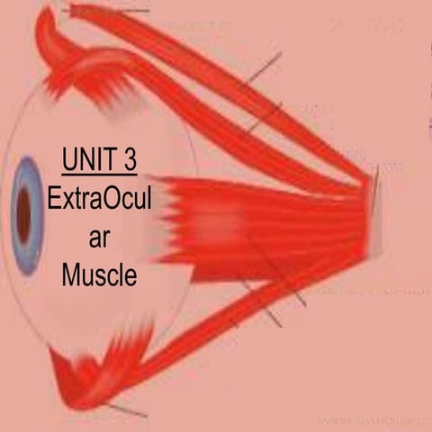EXTRA OCULAR MUSCLES OF EYE