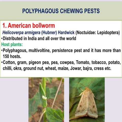 3.2 Polyphagous Chewing pests-2022.ppt