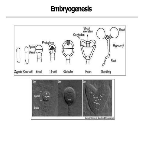 Comprehensive Overview of Monocot and Dicot Embryo Structure and ...
