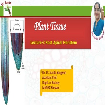 3. Root Apical Meristem and theories of root apical meristem