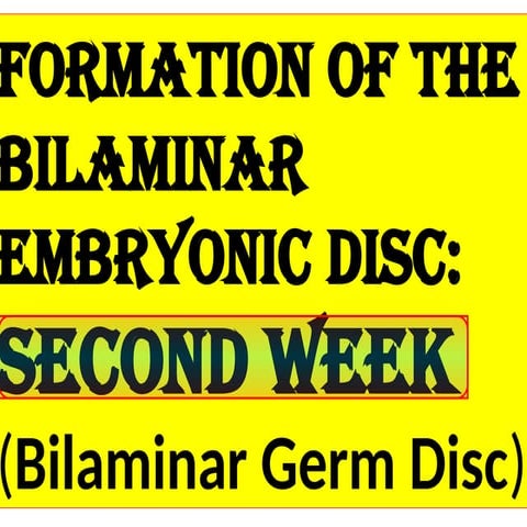 3. WEEK -2 of fetal development.    pptx