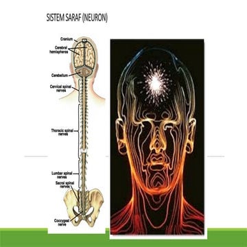 sistem saraf (pendahuluan), merupakan media pembelajaran sederhana