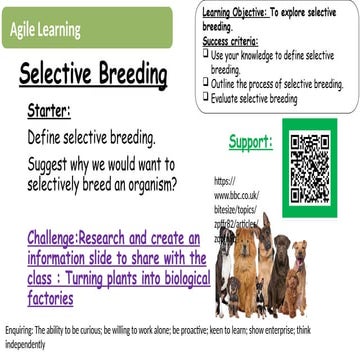 3. Selective Breeding year 9 powerpoint. | PPTX