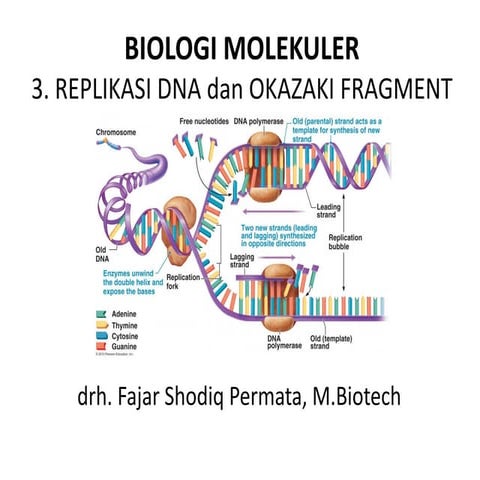 Comprehensive Overview of DNA Replication and Okazaki Fragments in ...