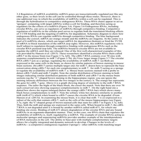 3-4 Regulation of miRNA availability miRNA genes are transcriptionally.pdf