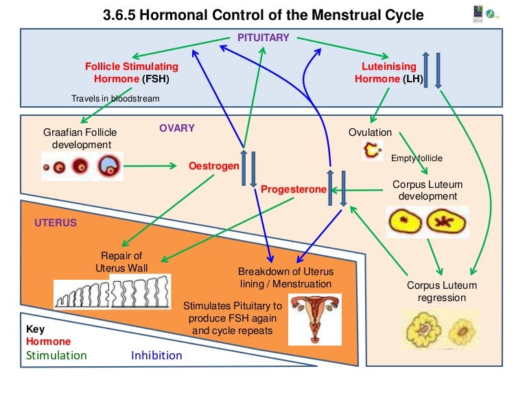 3.6.5.h hormonal control of the menstrual cycle a1 poster