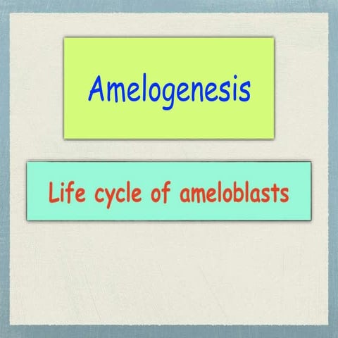 Amelogenesis Dr. Sherif Hassan