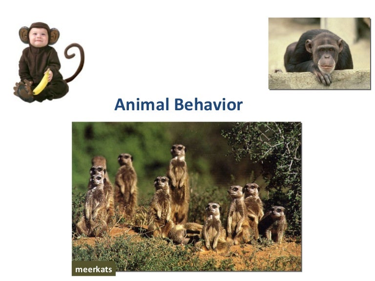 Animal Behavior