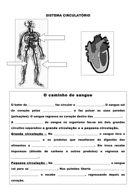 3º ano sistema circulatorio