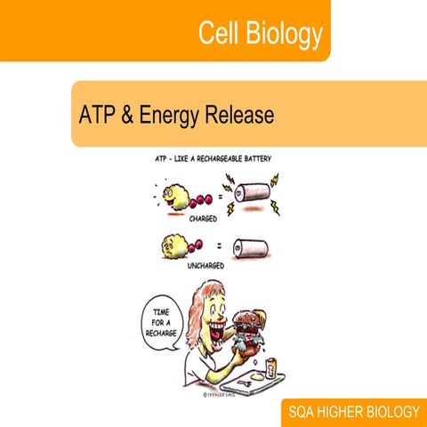3. ATP