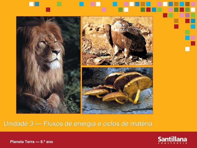 3. fluxo de energia e ciclos de mat...