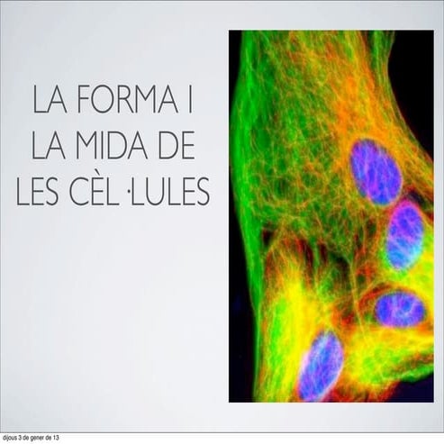 30. La forma i la mida de les cèl·lules