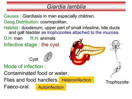 Giardiasis | PDF | Biological Sciences | Science
