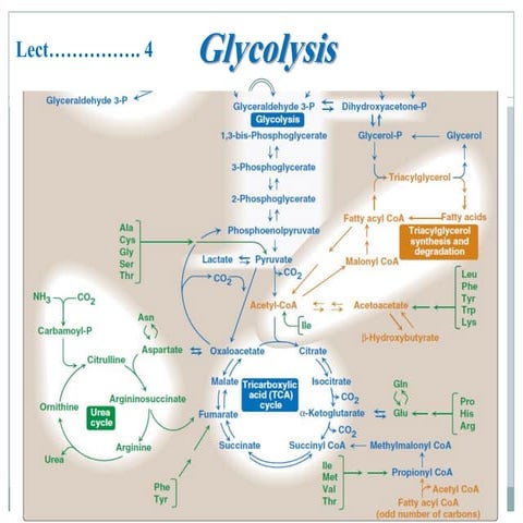 3- glycolysis and TCrrrrA cycle معدل.pdf
