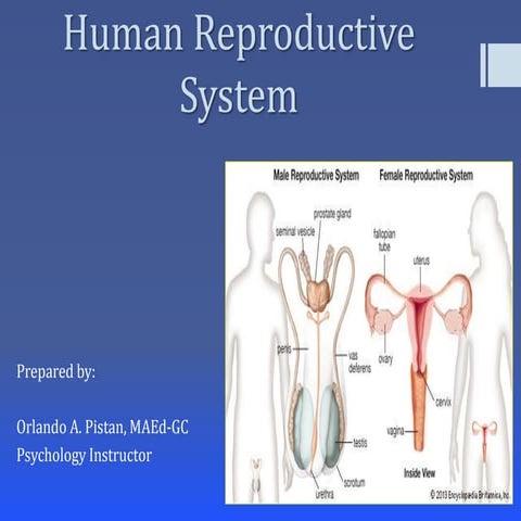 Human Reproductive System