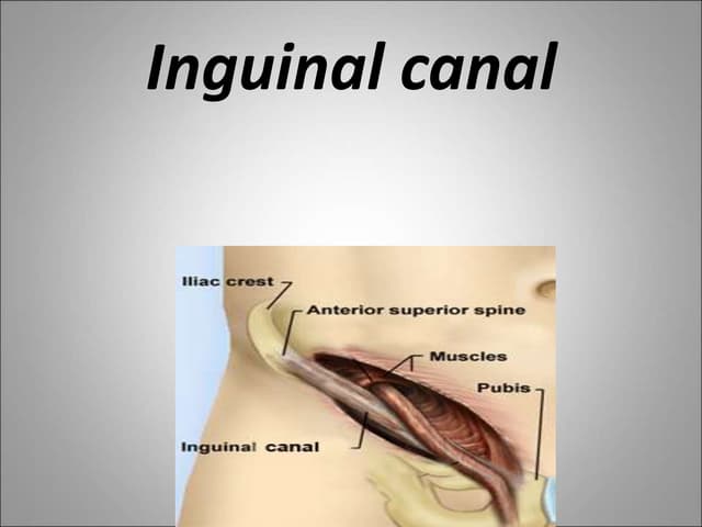 Anatomy of inguinal canal - Dr nesar Ahmad | PPT