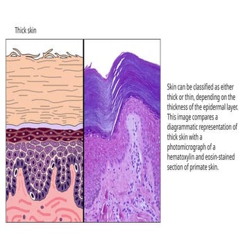 identifying characters of histological slides | PPTX