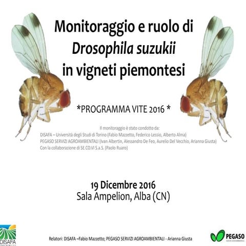 Drosophila suzukii in vigneti piemontesi