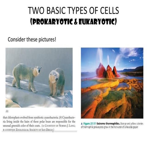 3-Prokaryotic  Eukaryotic Cells. BioSel PBIO