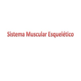 3   sistema muscular