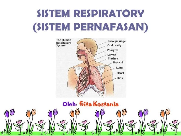 Sistem Respirasi Sistem Pernafasan Manusia