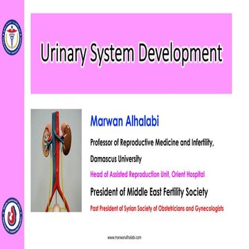Urinary system development