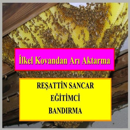 30 ilkel kovandan arı aktarma