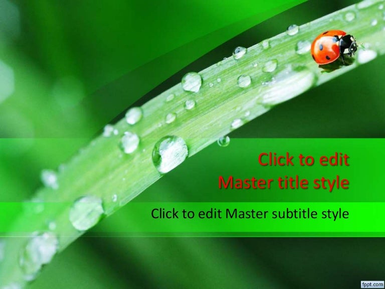 3016 Ladybug powerpoint template