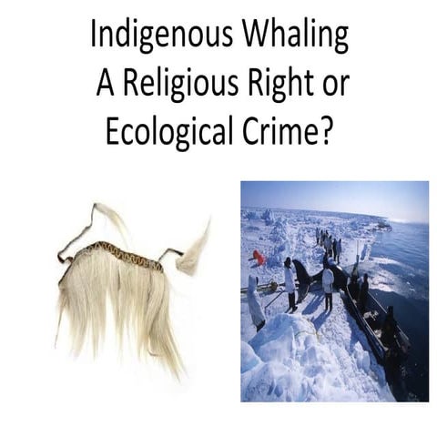 IndigenousWhaling A Religious Right or Ecological Crime?