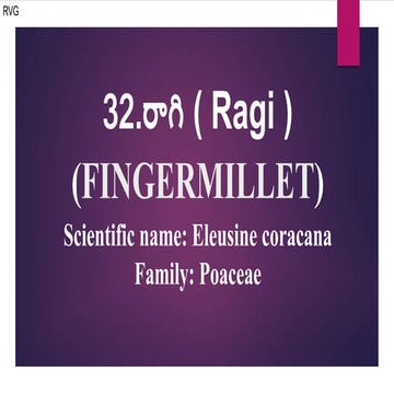 Ragi / fingermillet