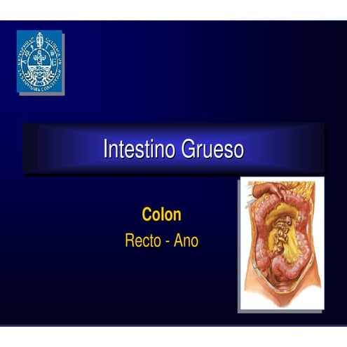 31. intestino grueso