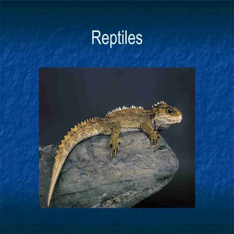 Reptiles