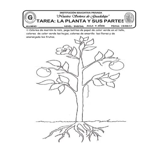 31 tarea  la planta y sus partes