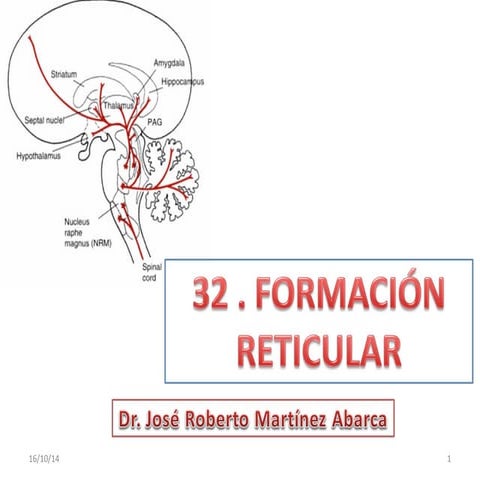 Formación reticular: Anatomía | PPTX